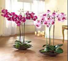 Tlo za phalaenopsis orhideja što je potrebno?