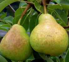 Pear `omiljeni Yakovlev`: opis sorte, osobitosti uzgoja, brige i odgovora