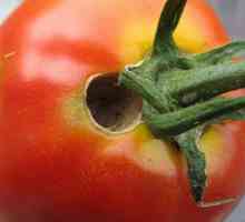 Caterpillari na rajčici u stakleniku: kako se boriti? Učinkovite metode i metode obrade