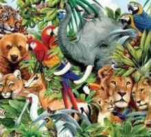 Karakteristike životinjskog carstva, znakovi životinja, stanište