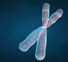 Kemijski sastav kromosoma. Struktura, funkcije i klasifikacija kromosoma