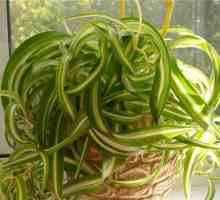 Chlorophytum curly: home care, opis i reprodukcija