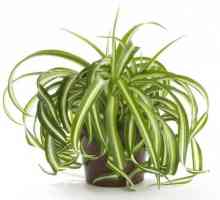 Klorofitum: korisna svojstva nepretenciozne biljke