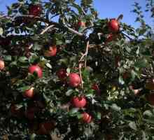 Honey Crisp, jabuka stabla zimi: opis sorte