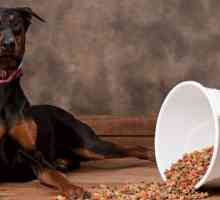 Dobra i jeftina hrana za pse: opis, proizvođači