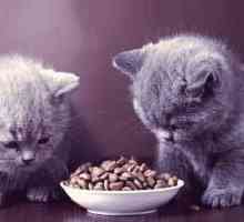 Dobra hrana za mačiće: recenzije veterinara