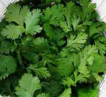 Pohrana cilantro za zimu: značajke, metode i preporuke