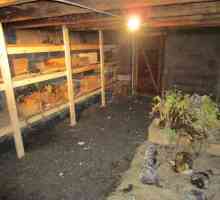 Pohranjivanje repe u podrum, ili Kako se pružiti svježim povrćem tijekom cijele godine