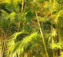 Chrysalidocarpus: kućna njega, fotografija