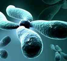 Kromosomska teorija Morgana: definicija, glavne odredbe i značajke