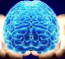 Hemostatska jezgra mozga: anatomija