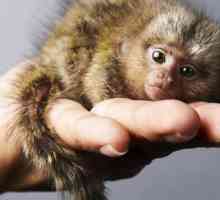 Igrinka - mali majmun s velikim očima. Kratak opis vrste