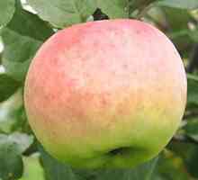 Imus (stablo jabuka): opis, opis, recenzije