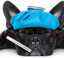 `Imunofan` za pse: upute za uporabu, analozi i recenzije. Možete li reći…