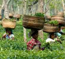 Indijska pokrajina Assam: proizvodni čaj je jedan od vodećih svjetskih čelnika