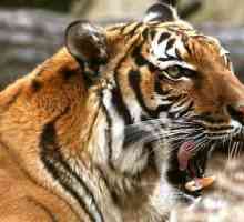 Opis Indokina tigra