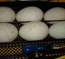 Инкубация гусиных яиц в домашних условиях: условия и рекомендации