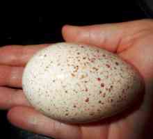 Inkubacija domaćih jaja puretina kod kuće: temperatura i vlažnost, način, fotografija, tablica…