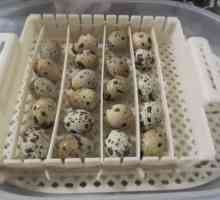 Inkubacija prepelica jaja kod kuće: uvjeti, uvjeti