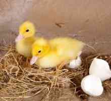 Inkubacija jaja patka. Način inkubacije: tablica. Trajanje inkubacije jaja patka