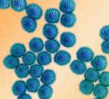 Razdoblje inkubacije rotavirusa kod odraslih i djece. Simptomi infekcije rotavirusom