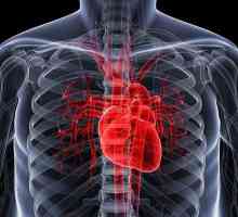 Inervacija srca. Klinička anatomija srca