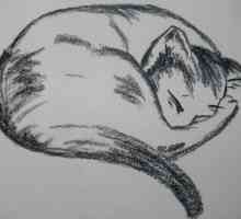 Upute za početnike: kako nacrtati mačku