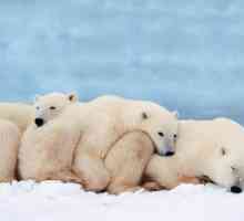 Zanimljive činjenice o polarnom medvjedu: opis i značajke