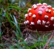 Интересные факты о грибах. Почему грибы выделили в самостоятельное царство?