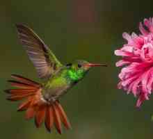 Zanimljive činjenice o hummingbird za djecu
