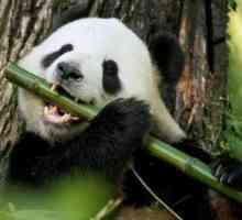 Zanimljive činjenice o pandama koje će pogoditi mnoge