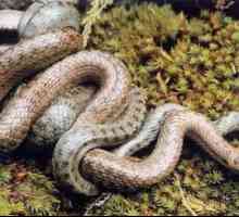 Zanimljive činjenice o gmazovima: kako se zmije množe