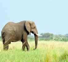 Zanimljive činjenice o slonovima. Koliko dugo jedan slon živi u prirodi
