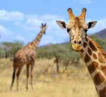 Zanimljive činjenice o žirafama za djecu i odrasle