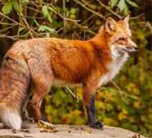 Интересные малоизвестные факты о том, какова продолжительность жизни лисы, о её повадках и рационе