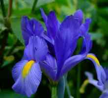 Iris Nizozemski lukovica: sadnja i njegu, značajke i recenzije
