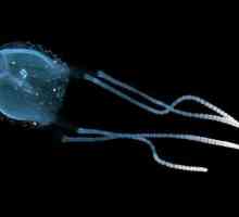 Irukandji - meduza: opis, stanište i opasnost za ljude