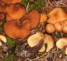 Nestale vrste gljiva. Rijetke i ugrožene vrste gljiva, biljaka i životinja iz Crvene knjige…