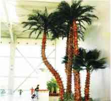 Umjetna palma je južna biljka koja nikad neće nestati