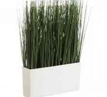 Umjetna trava u loncu: primjena u unutrašnjosti, trošak