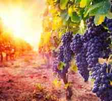 Talijanski vino Canti: pregled vina i ocjene gostiju