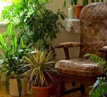 Što je moguće napraviti gnojivo za unutarnje biljke kod kuće?