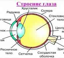Što se sastoji od ljudskog oka? Struktura oka