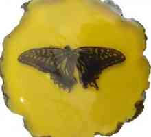 Изменение формы: как гусеница превращается в бабочек