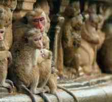 Promjena hijerarhije u majmuna. Iznenađujuće svjetsko prvenstvo