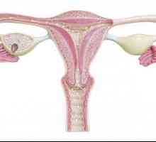 Promjene u maternici tijekom trudnoće