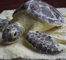 Gurmanski kolač `Turtle`