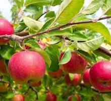 Jabuke `Elena`: stablo jabuka i opis, njegu stabala