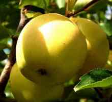 Jabuke u zlatu. Golden Delicious raznolikost jabuka: opis, fotografija