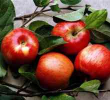 Jabuke tijekom trudnoće: koristi i štete